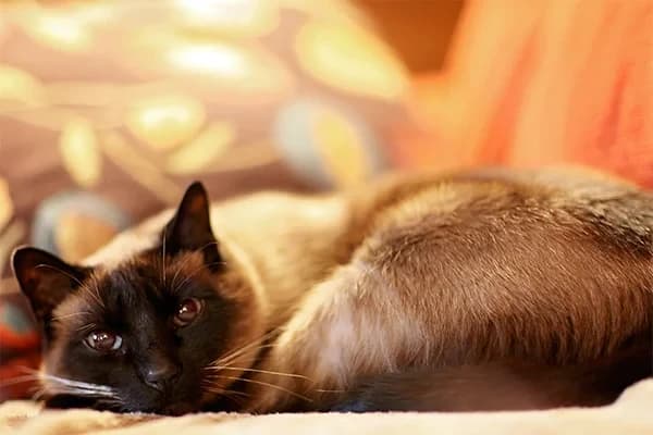 Hamile Kedi Nasıl Beslenmeli?