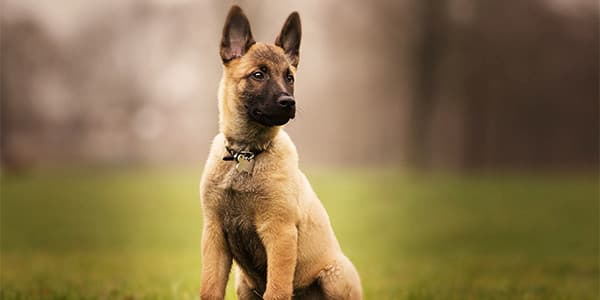 Köpek Bakımı Nasıl Yapılır?