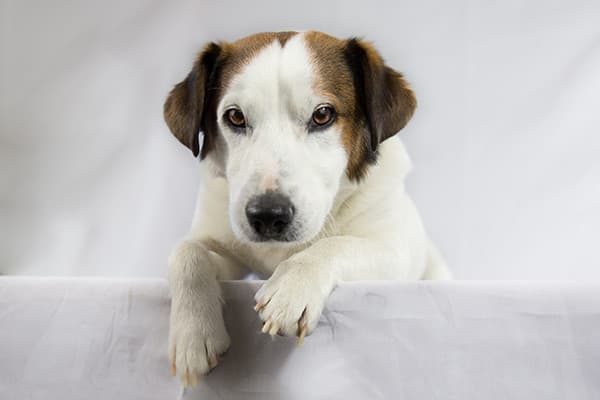 Köpeklerde Kulak Enfeksiyonları Nelerdir?