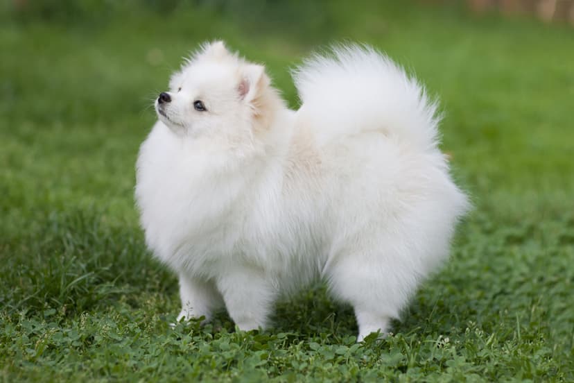 Pomeranian Köpek Irkı Beslenme Rehberi