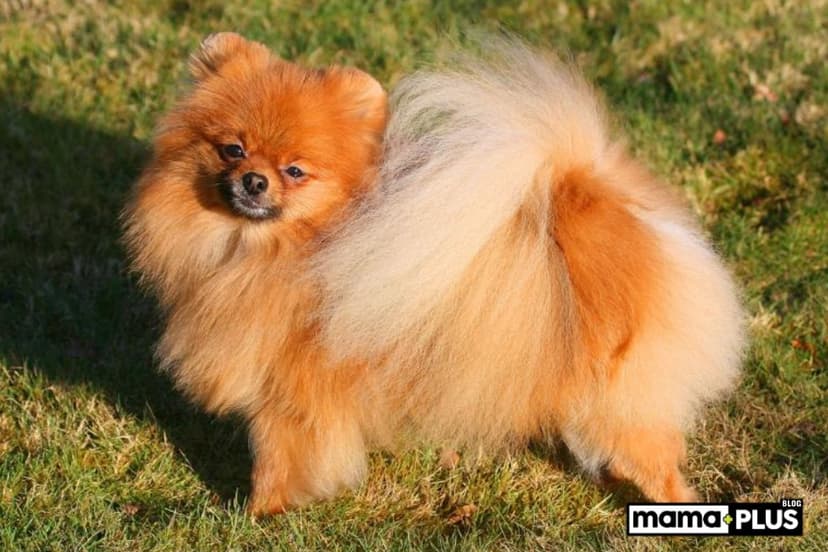Uzun Tüylü Köpek Irkları İçin Mama Tavsiyesi