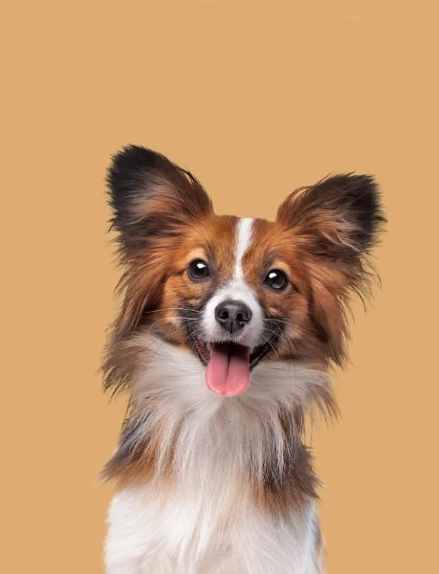 Kuru Köpek Mamaları