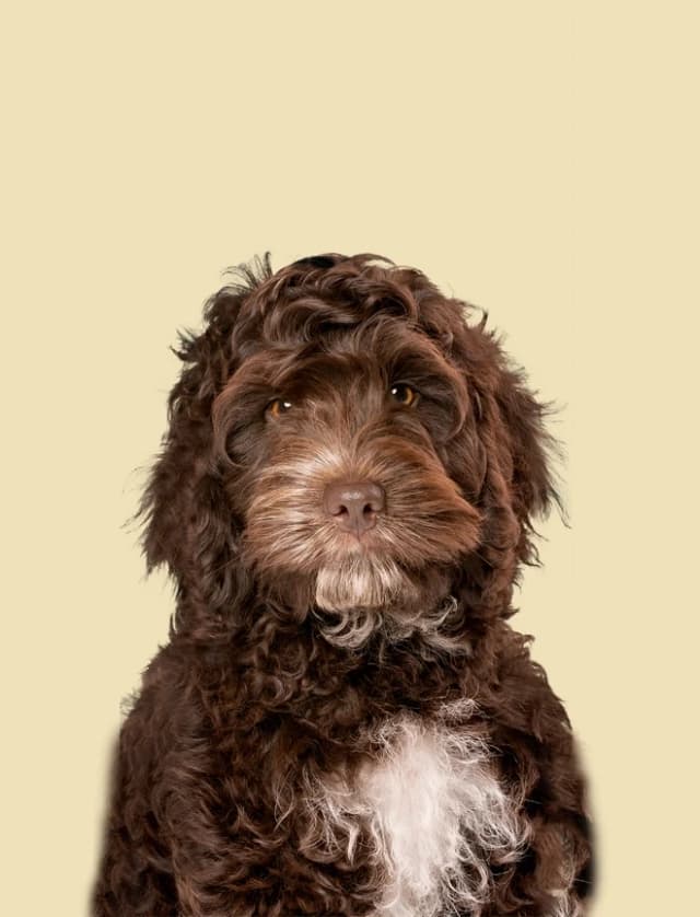 Yetişkin Köpek Mamaları