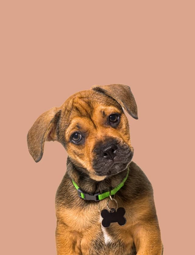 Yavru Köpek Mamaları