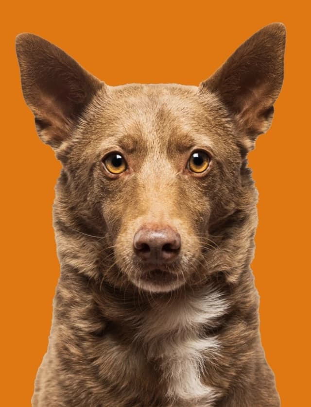 Ekonomik Köpek Mamaları