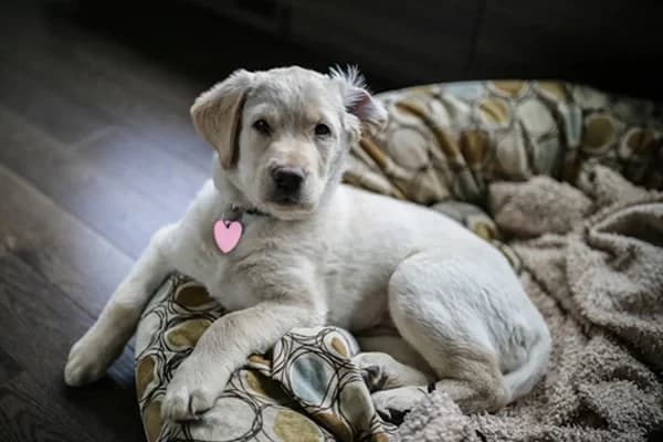 10 Benzersiz Melez Köpek