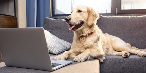 10 Yaygın Köpek Davranışı Sorunları