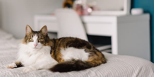 28 Mart Kedinize Saygı Günü (Cat Respect Day)