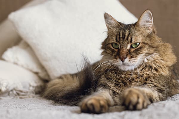 LaPerm Kedisi Özellikleri, Bakımı, Beslenmesi ve Eğitimi