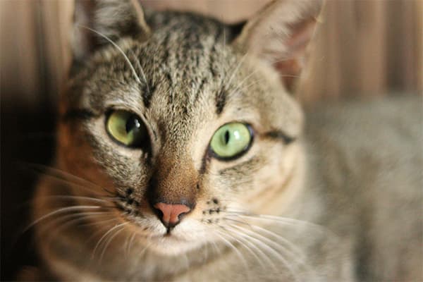 American Shorthair Kedisi Özellikleri, Bakımı, Beslenmesi ve Eğitimi
