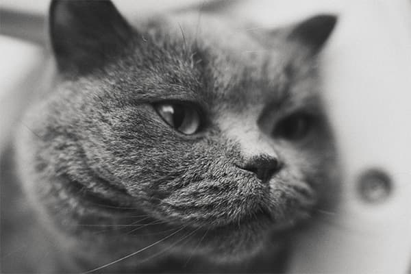 Russian Blue Kedisi Özellikleri, Bakımı, Beslenmesi ve Eğitimi