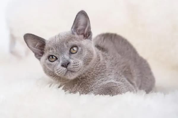 Burmese Kedisi Özellikleri, Bakımı, Beslenmesi ve Eğitimi