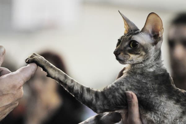 Cornish Rex Kedisi Özellikleri, Bakımı, Beslenmesi ve Eğitimi