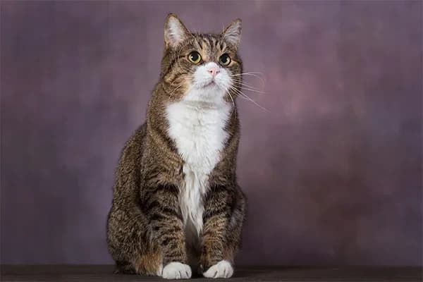 Amerikan Bobtail Kedisi Özellikleri, Bakımı, Beslenmesi ve Eğitimi