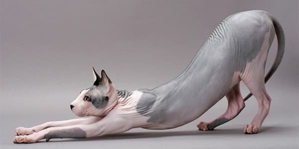 Sfenks Kedisi – Antik Mısır’ın Tüysüz Kedisi; Sphynx Özellikleri Beslenmesi ve Bakımı