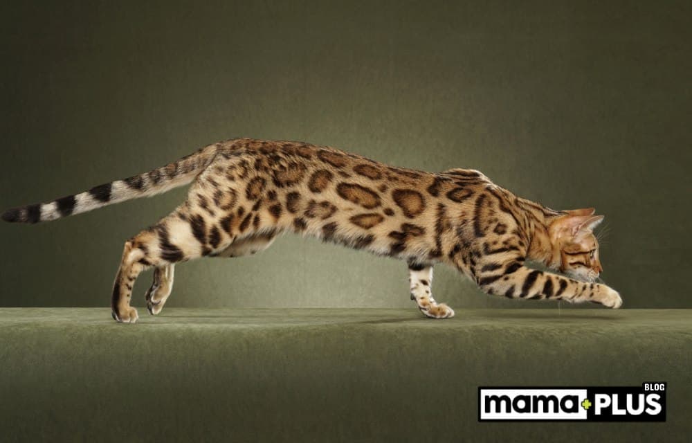 Bengal Kedileri Tüy Döker mi?