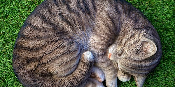 Bir Kedinin Miyavlamamasının Nedenleri