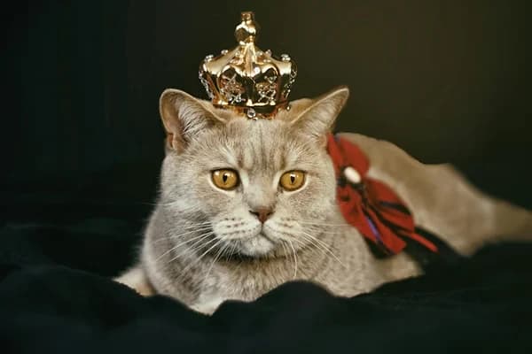 British Shorthair Kedisi Özellikleri, Bakımı, Beslenmesi ve Eğitimi