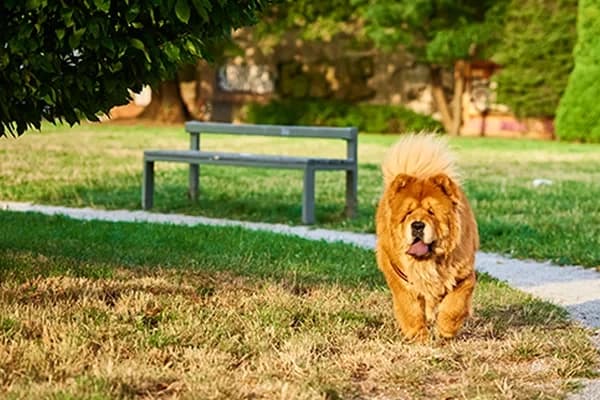 Chow Chow Köpek Irkı Beslenme Rehberi