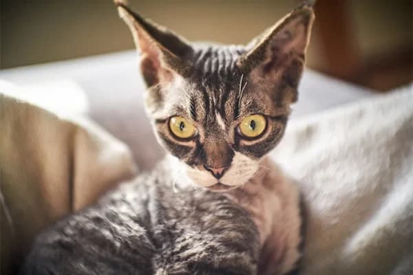 Devon Rex Kedisi Özellikleri, Bakımı, Beslenmesi ve Eğitimi