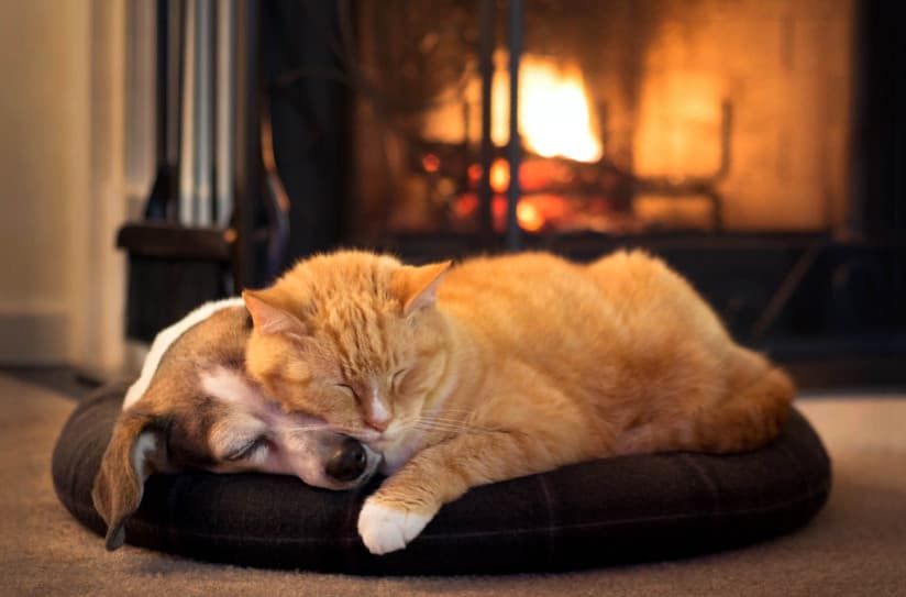 Evcil Hayvanlar Mevsimsel Depresyon Yaşayabilir Mi?