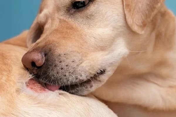 Evcil Hayvanlarda Görülen Risk Faktörleri