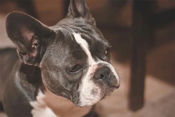 Fransız Bulldog Köpek Irkı Beslenme Rehberi