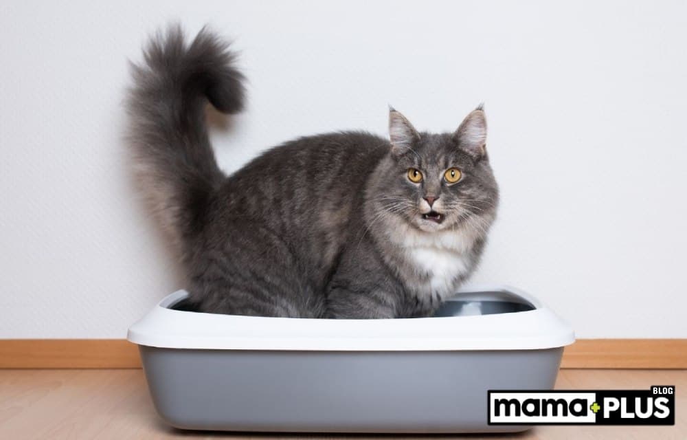 Gri Kedi Kakası: Nedenleri Nedir?