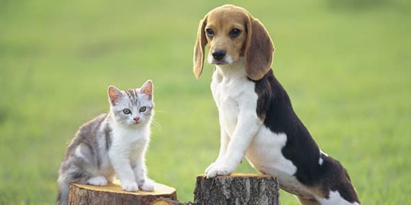 Hayvan Hakları Yasalarına Bağlı 8 Ülke