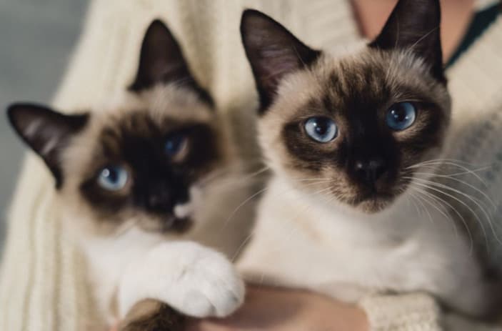 Himalaya Kedisi Özellikleri, Bakımı, Beslenmesi ve Eğitimi
