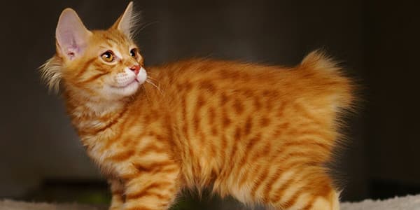 Kedi dünyasının Altın Retrieverleri; Amerikan Bobtail