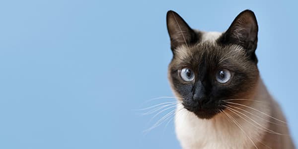 Kediler İçin Suyun Önemi