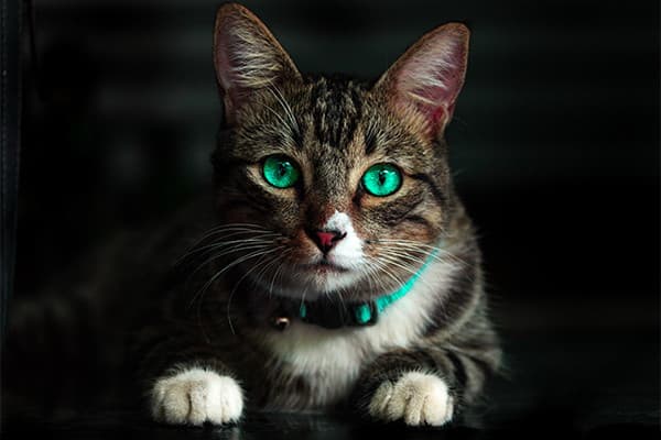 Kediler Neden Evi Kirletir?