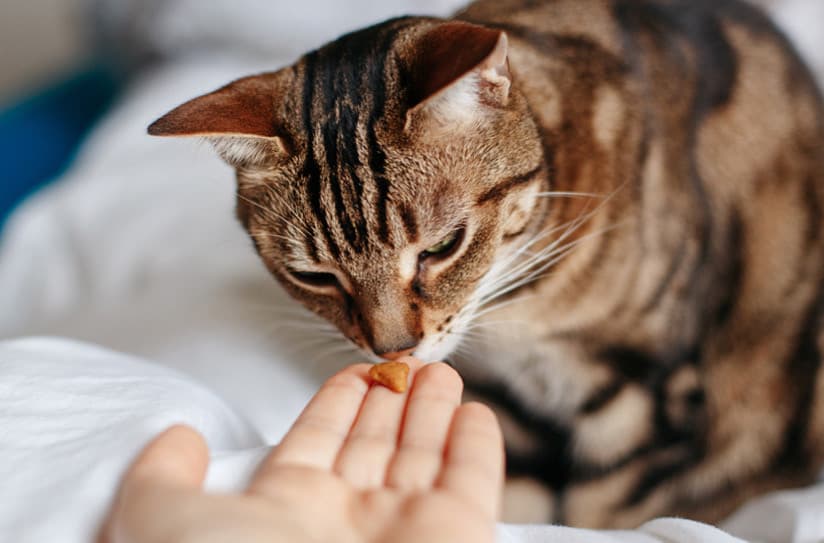 Kediler Probiyotik Almalı mı?