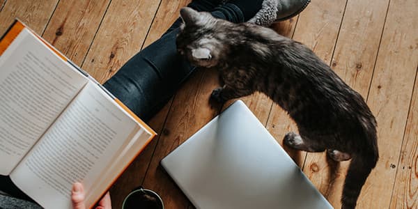 Kediler ve Obsesif Kompulsif Davranışlar