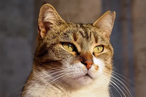 Kediler Yeni Mamaya Nasıl Alıştırılmalı?