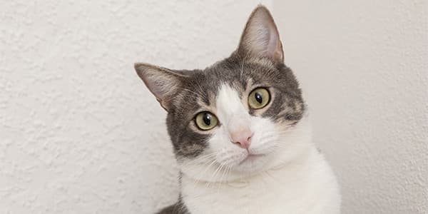 Kedilerde Dikkat Çekme Davranışının 7 Nedeni