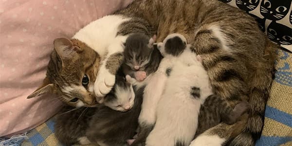 Kedilerde Doğum Sonrası Davranış Değişiklikleri