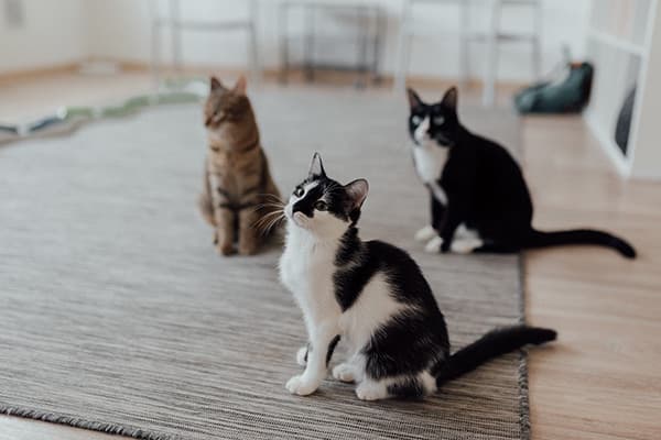 Kedilerde Kilo Problemi ve Nedenleri