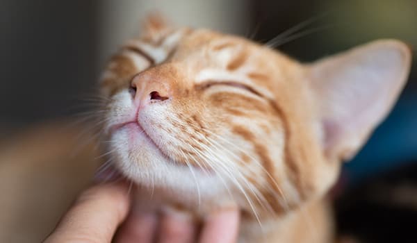 Kedilerde Mutluluk Belirtileri