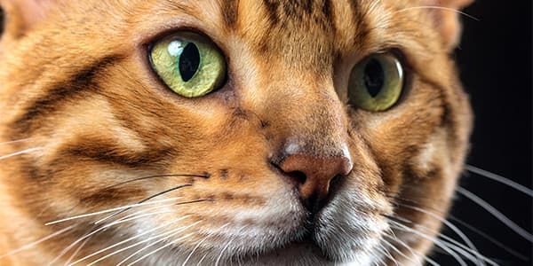 Kedilerde Saldırganlık ve Nedenleri