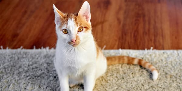 Kedileri Etkileyen 5 Yeme Bozukluğu