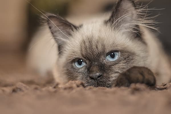 Kedileri Sevdiğinizde Neden Gözlerini Kapatırlar?