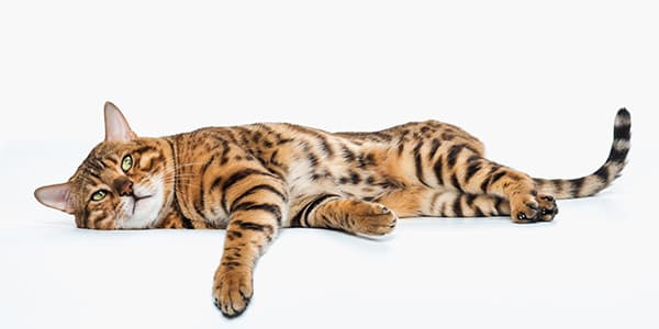 Kedilerin Sudan Nefret Etme Nedenleri