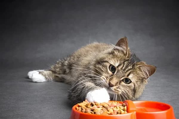 Kedilerin Yedikleri İlginç Şeyler