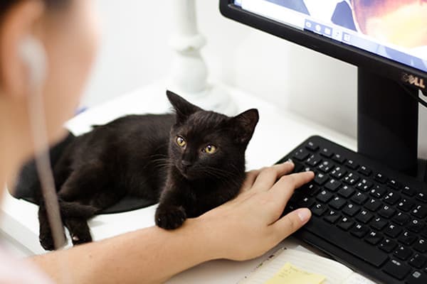 Kedim neden sürekli kaşınıyor?