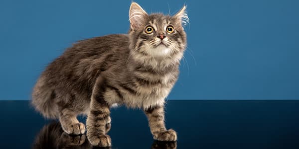 Kedim Neden Sürekli Saklanıyor?