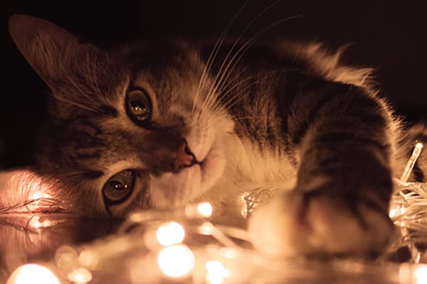 Kedim Neden Üzerime İşiyor?