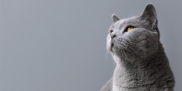 Kedinize Asla Vermemeniz Gereken Yiyecekler