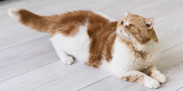 Kedinizin Acı Çektiğinin 7 İşareti